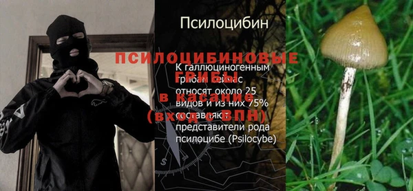 прущие грибы Пересвет